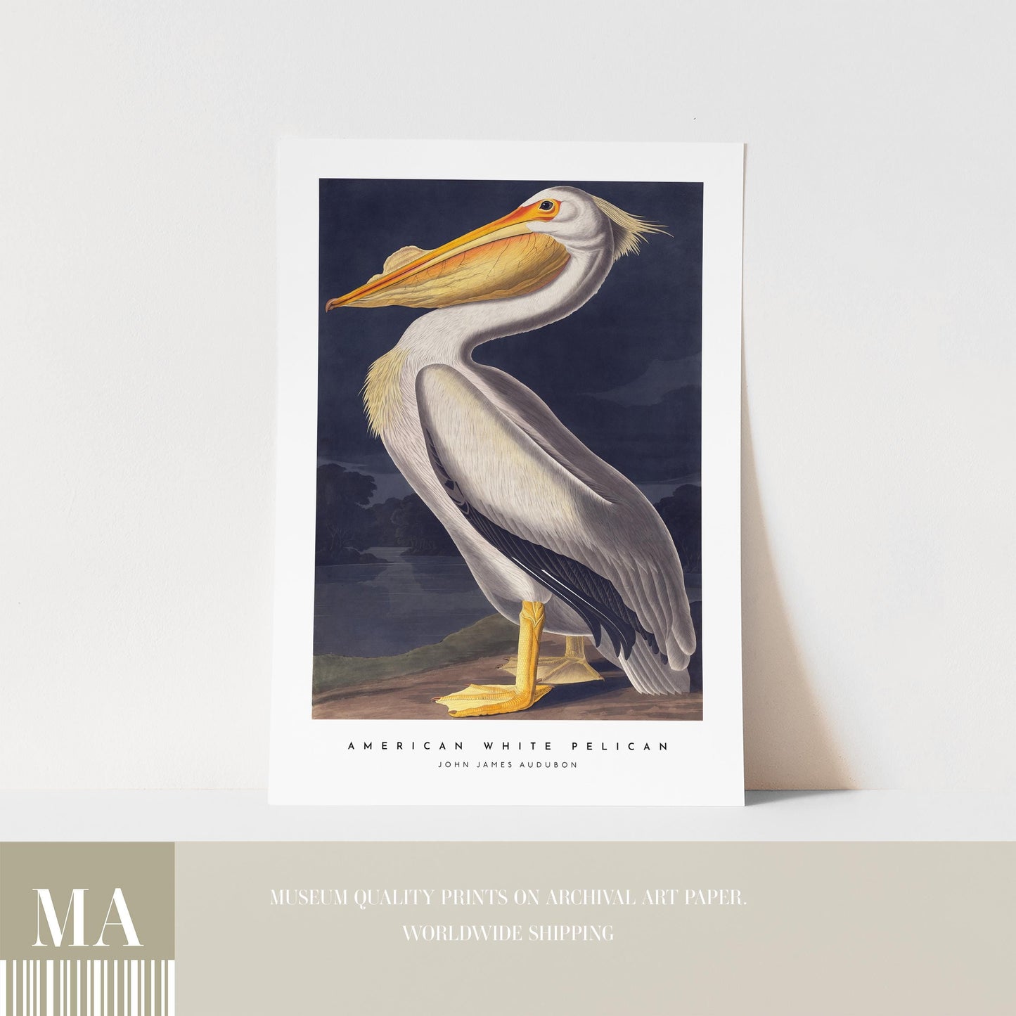 American White Pelican Print