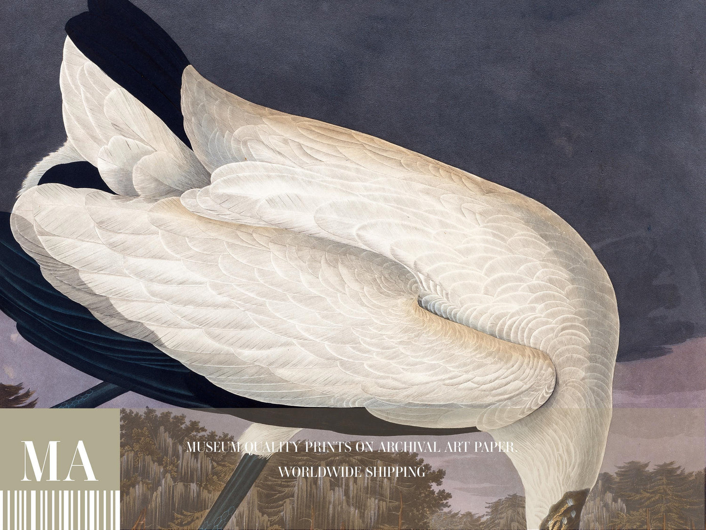 Wood Ibis Print