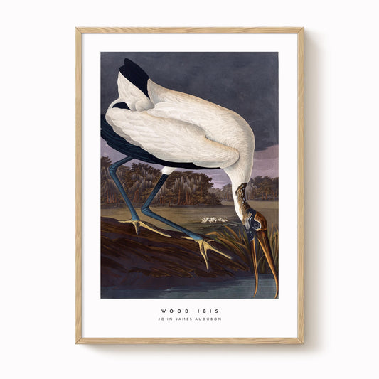 Wood Ibis Print