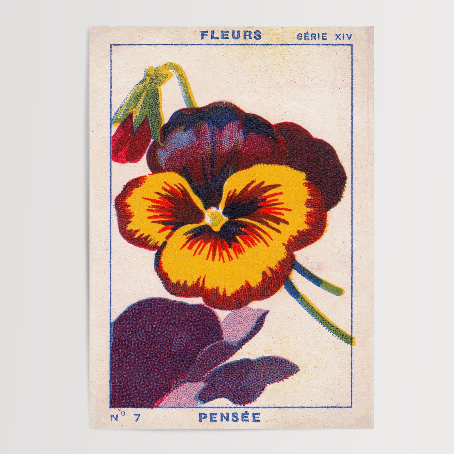 Vintage Pansy Flower Print