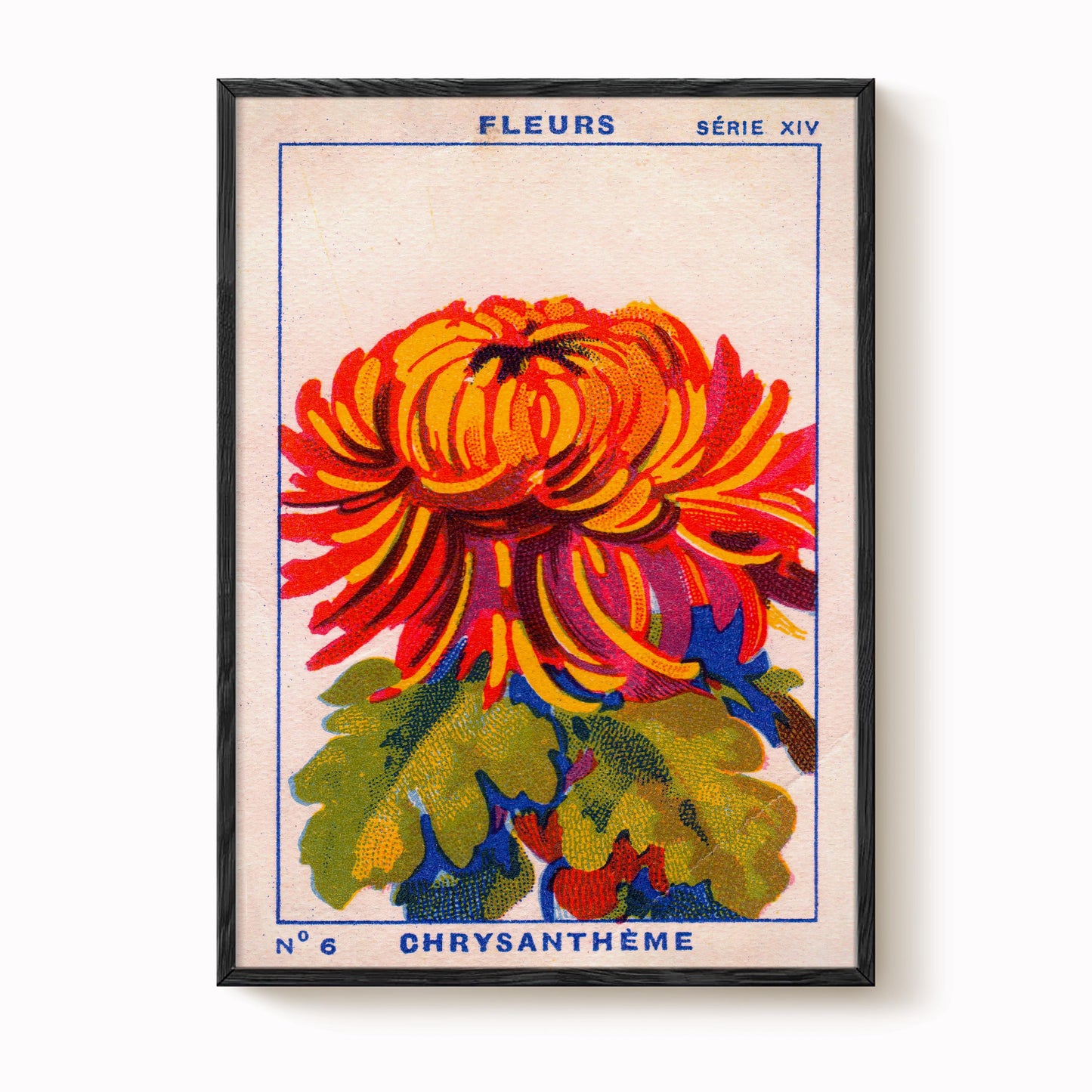 Vintage Chrysanthemum Print