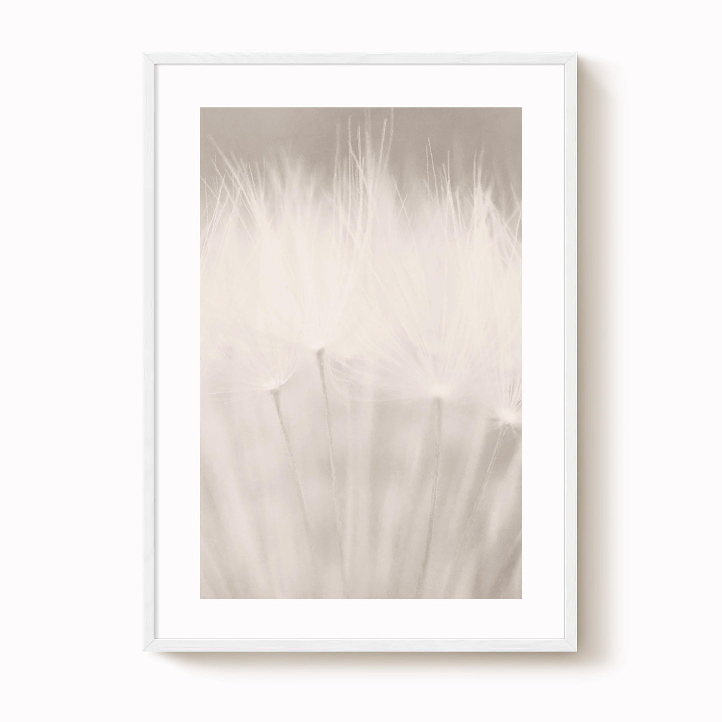 Dandelion Seed Head Art Print