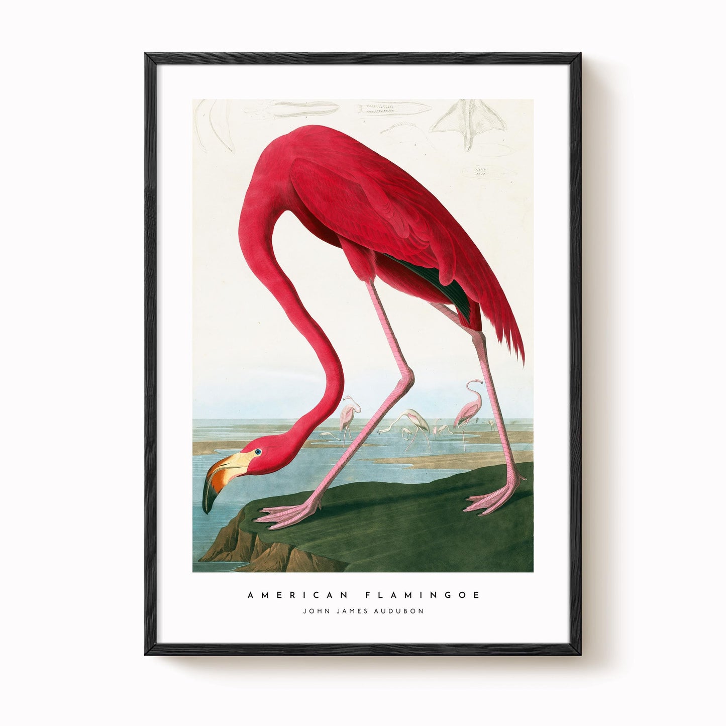 American Flamingo Print