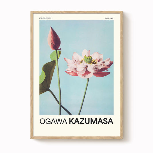 Ogawa Kazumasa - Lotus Flowers Print