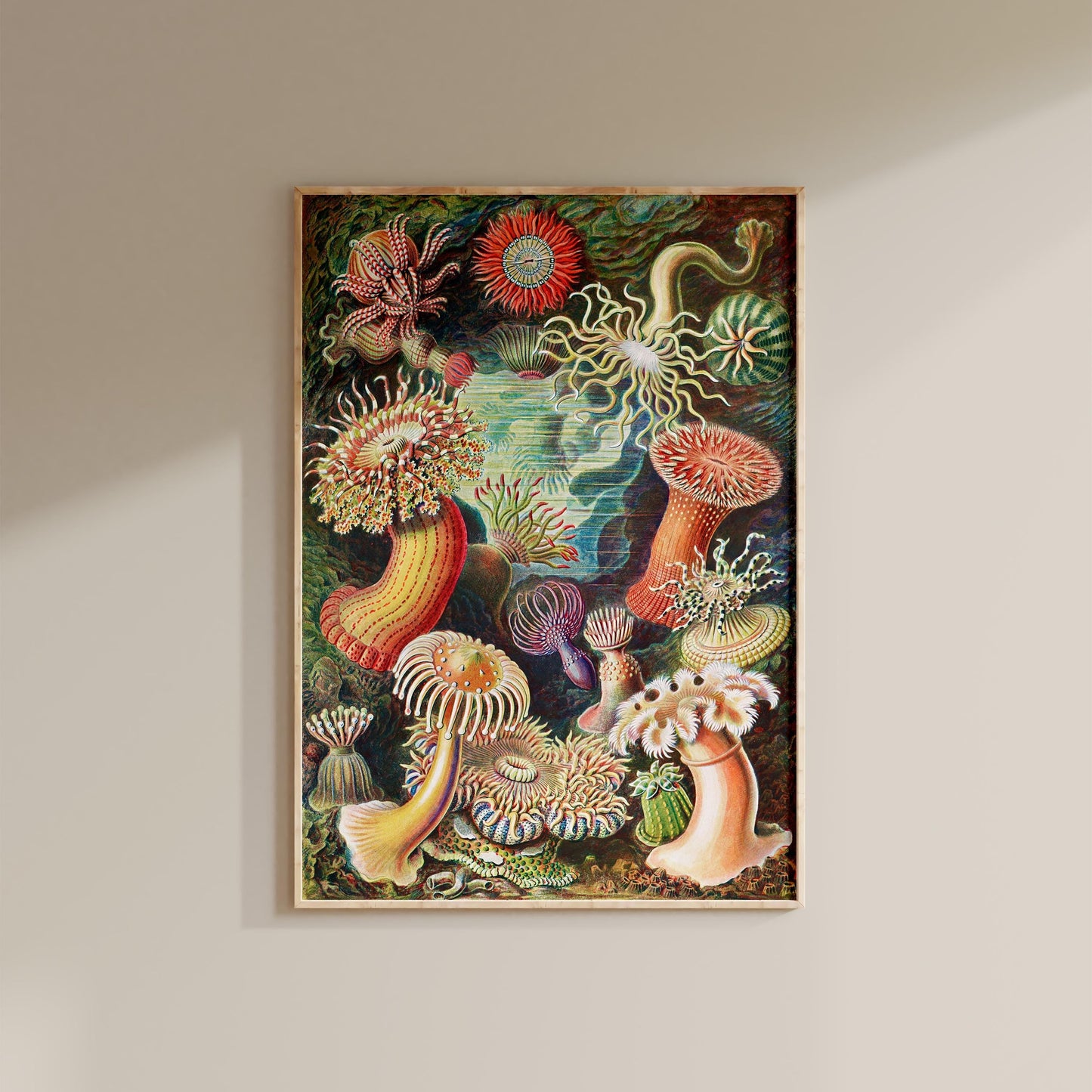 Ernst Haeckel - Sea Anemone Print