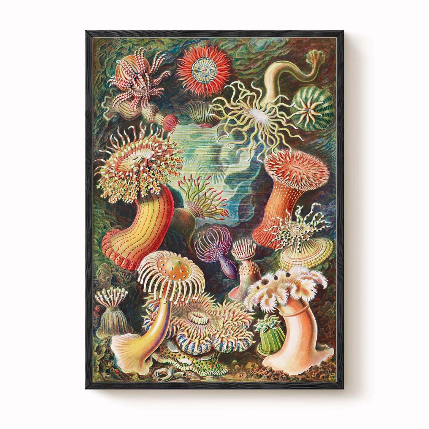 Ernst Haeckel - Sea Anemone Print