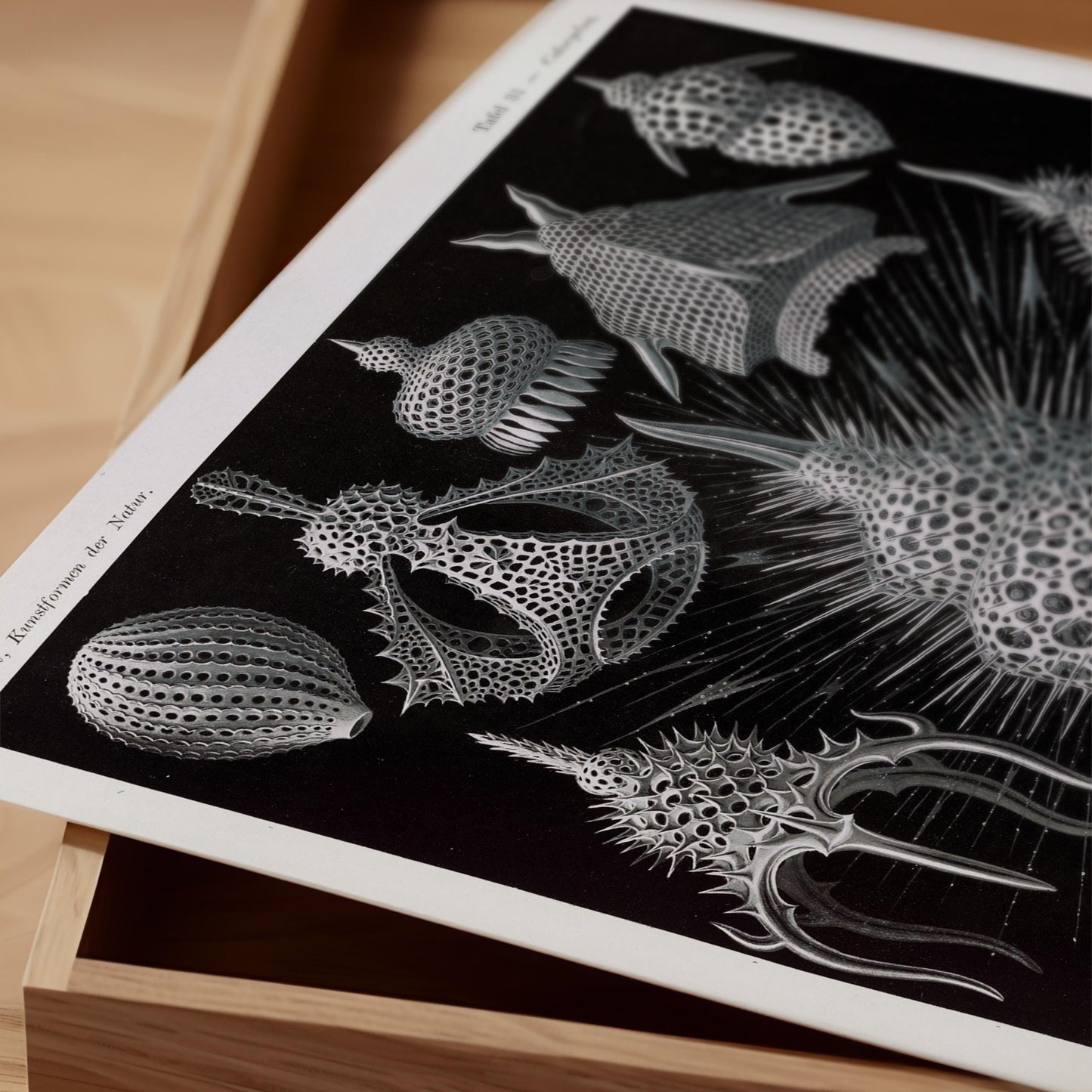 Ernst Haeckel - Cyrtoidea Art Print