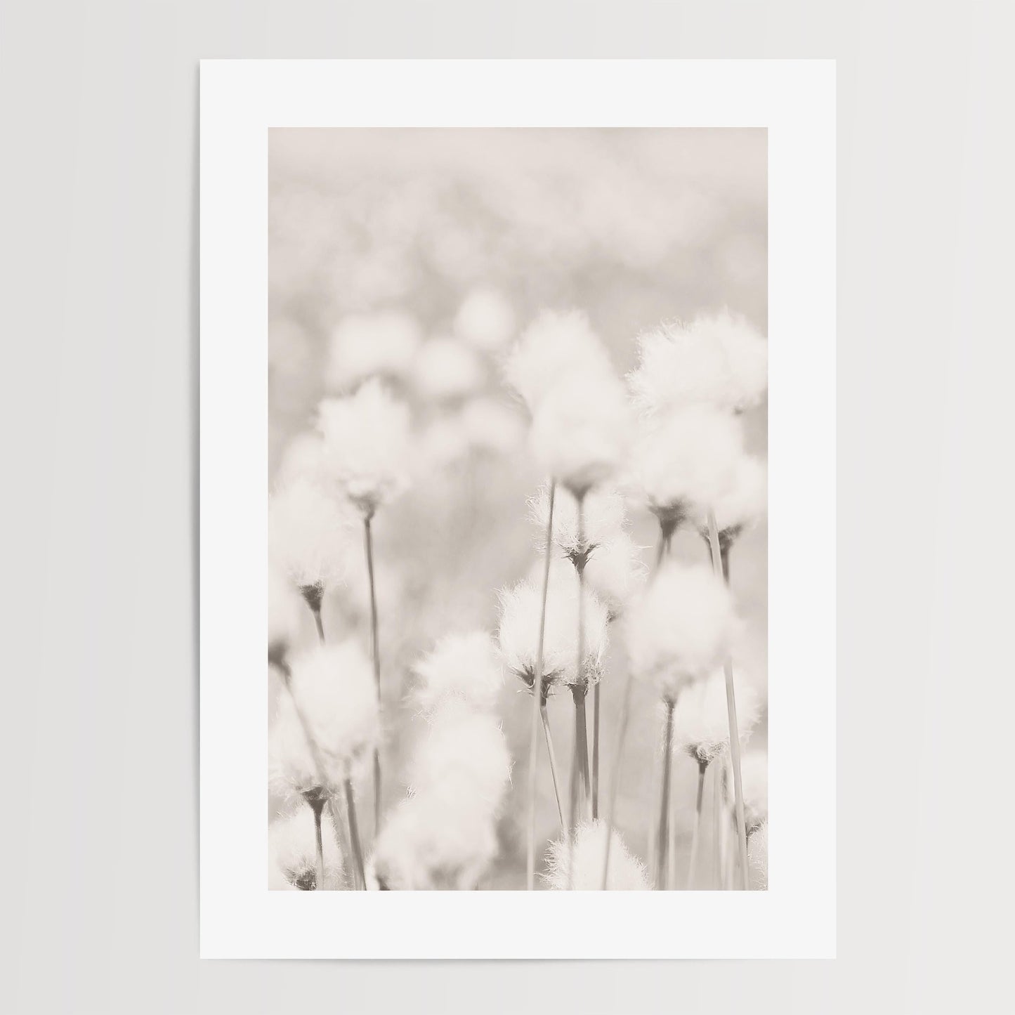 Cotton Grass Art Print