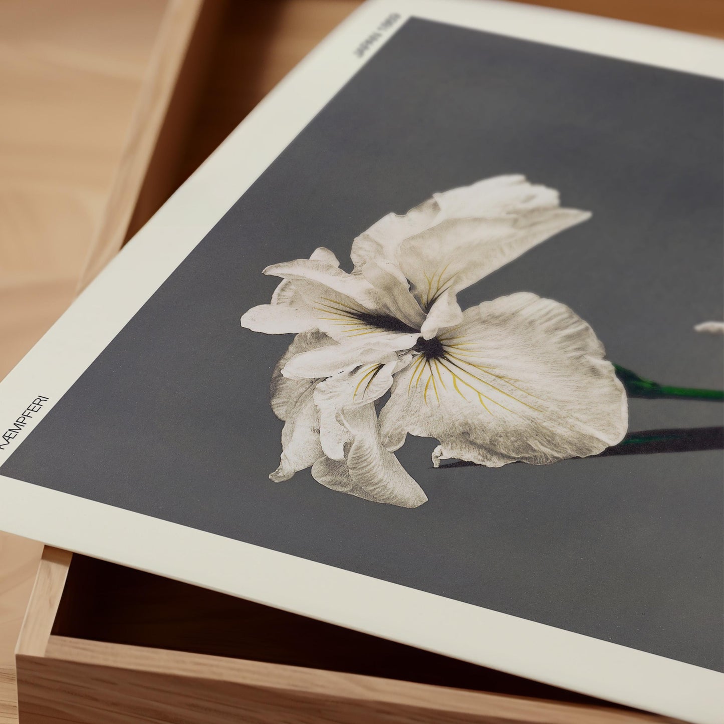 Ogawa Kazumasa -  Iris Kaempferi Print