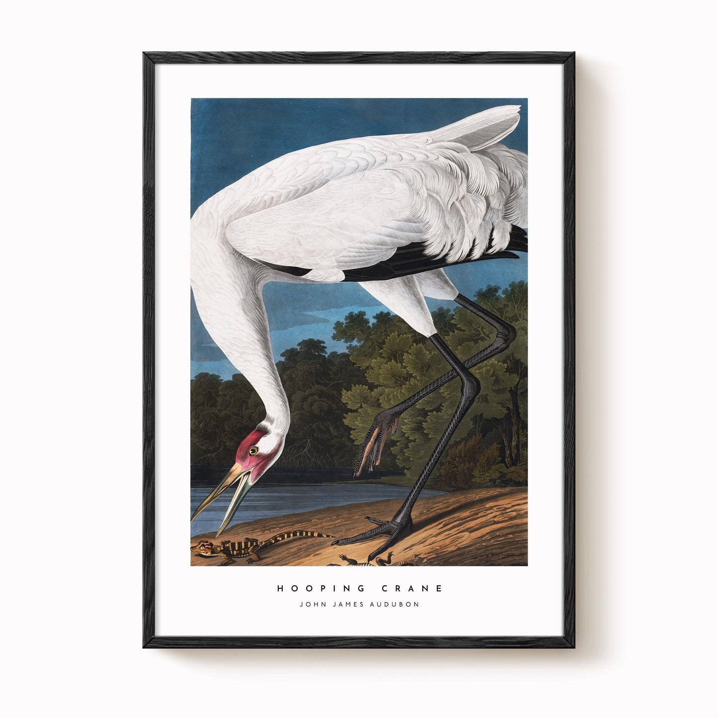 Hooping Crane Print