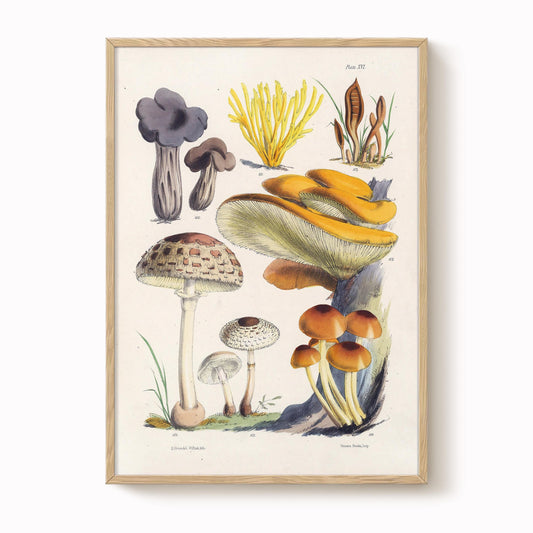 Vintage Fungi Illustration Print