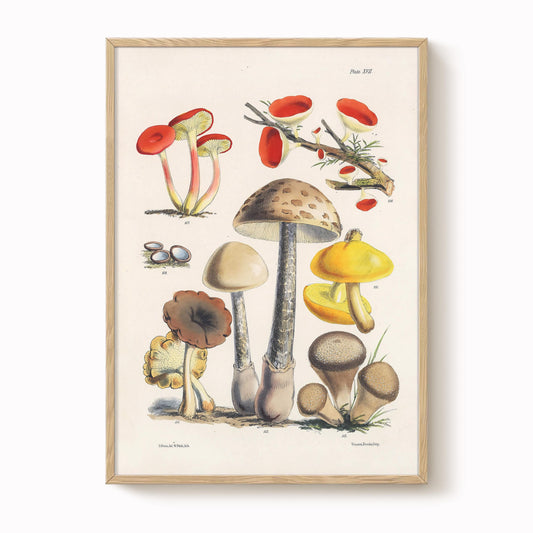 Antique Mushroom Study Art Print