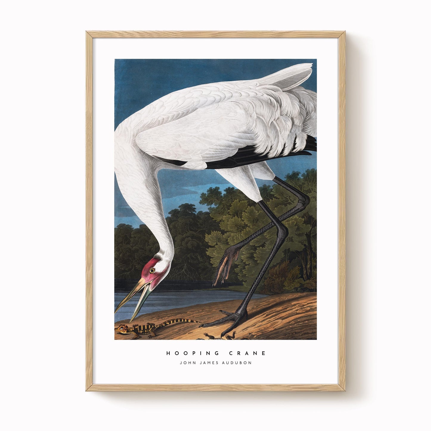 Hooping Crane Print