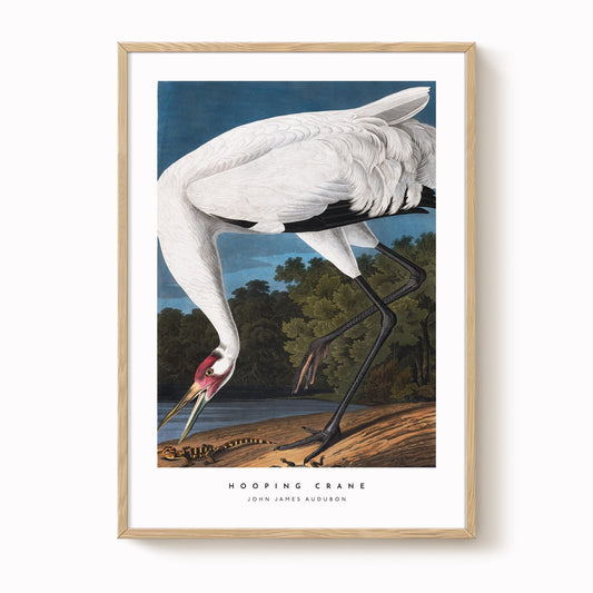 Hooping Crane Print
