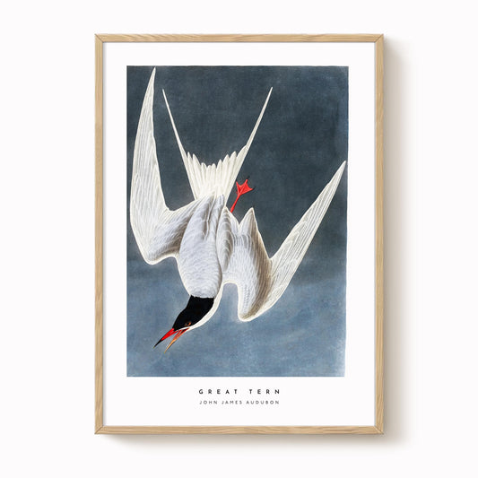 Great Tern Bird Print