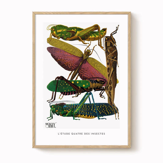 E.A. Séguy - Insectes Pl.18 Vintage Insect Print