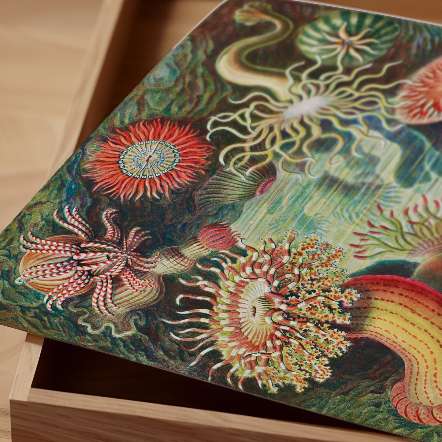 Ernst Haeckel - Sea Anemone Print