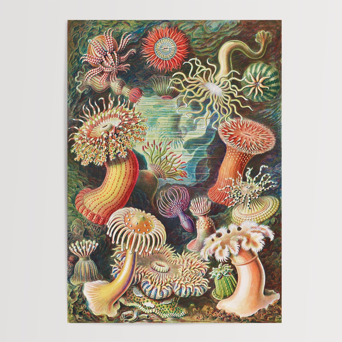Ernst Haeckel - Sea Anemone Print
