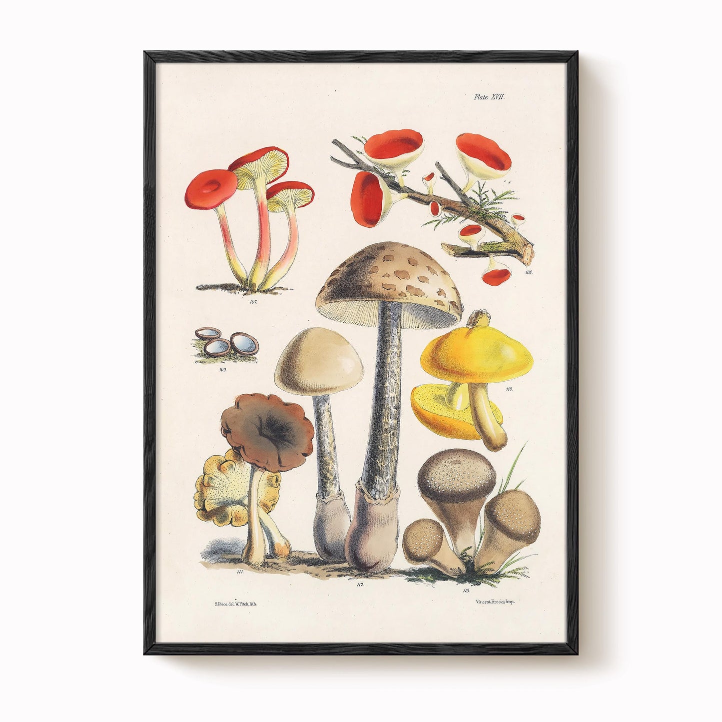Antique Mushroom Study Art Print