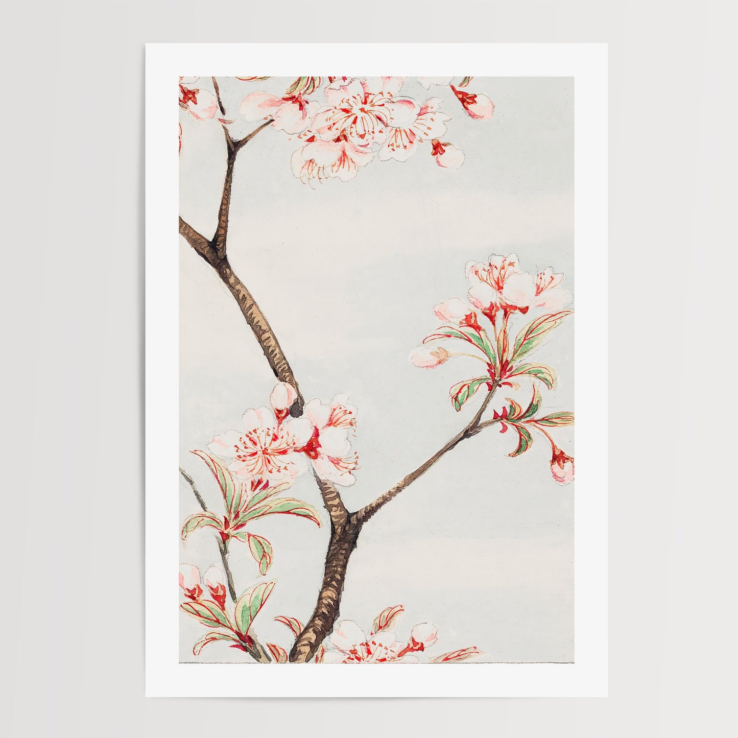 Megata Morikaga - Sakura Cherry Blossom Print