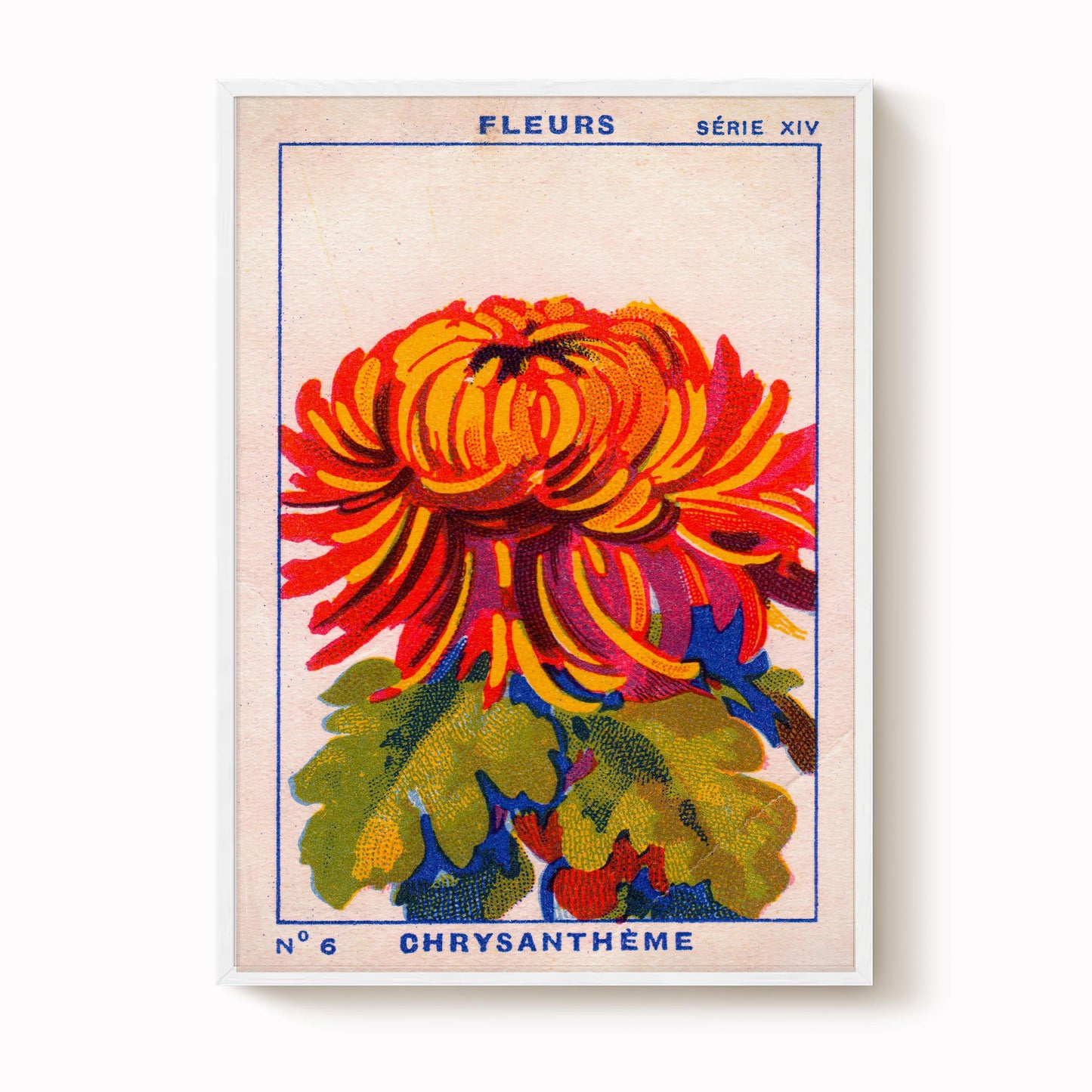 Vintage Chrysanthemum Print