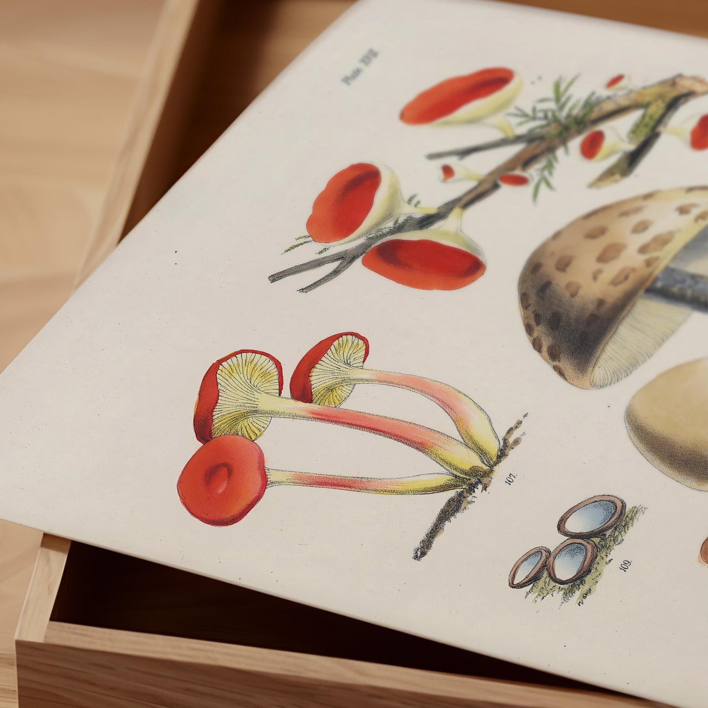 Antique Mushroom Study Art Print