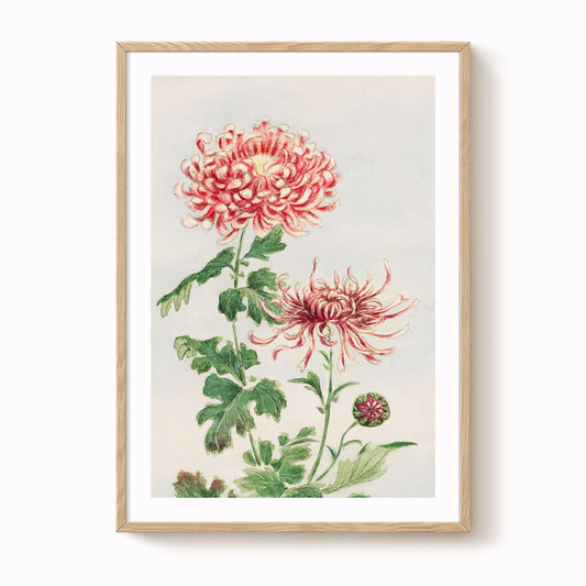 Megata Morikaga - Chrysanthemum Print