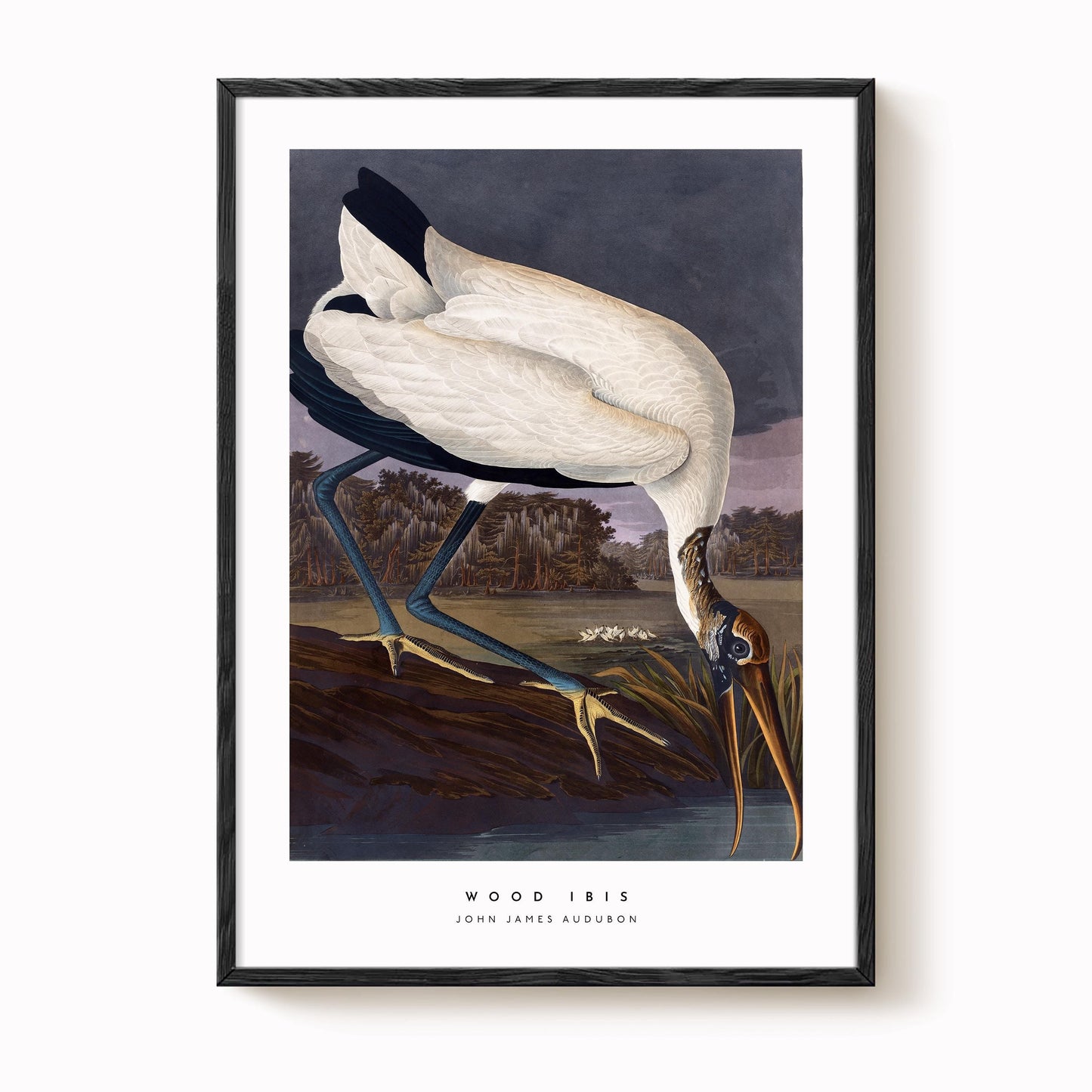 Wood Ibis Print