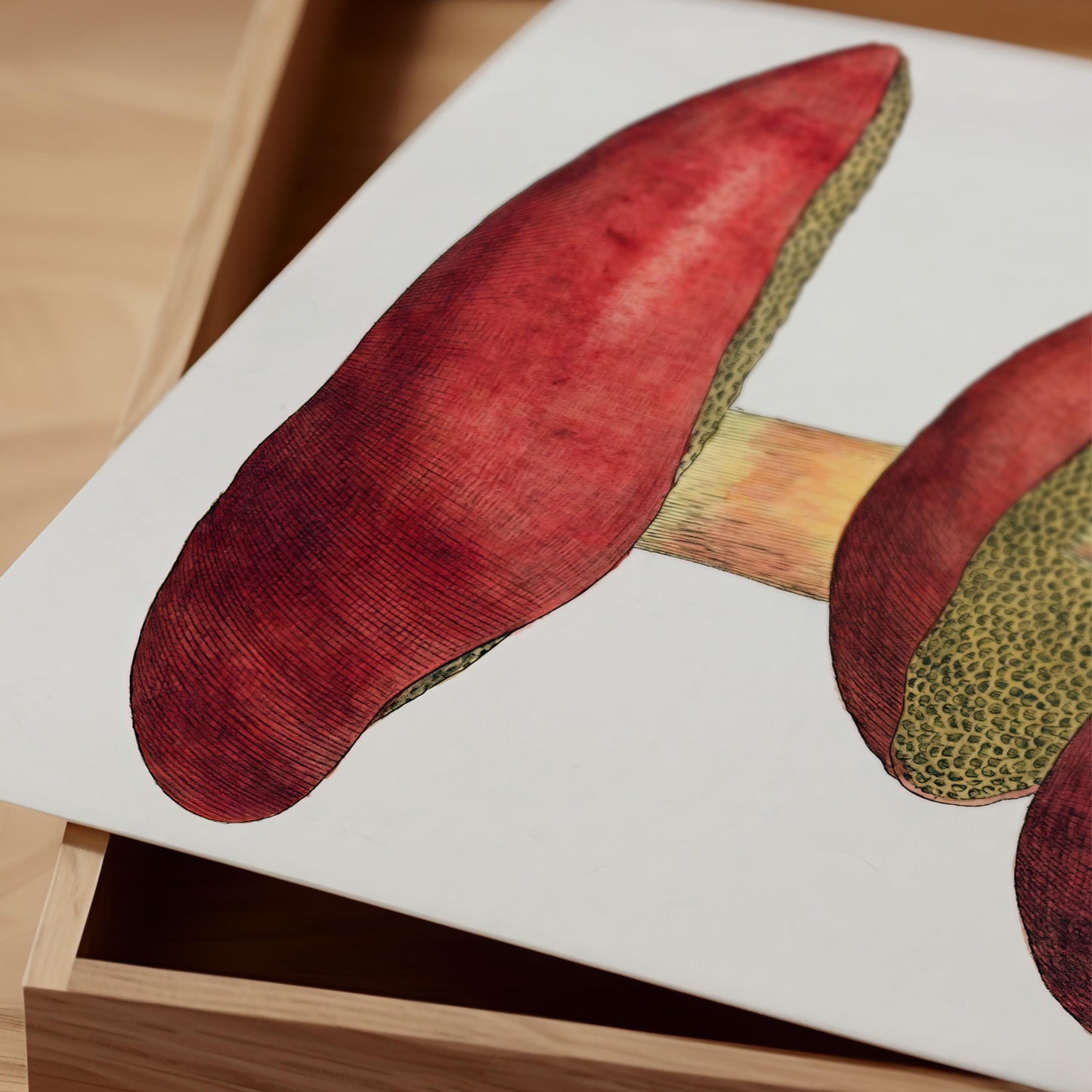 Vintage Fungi Print