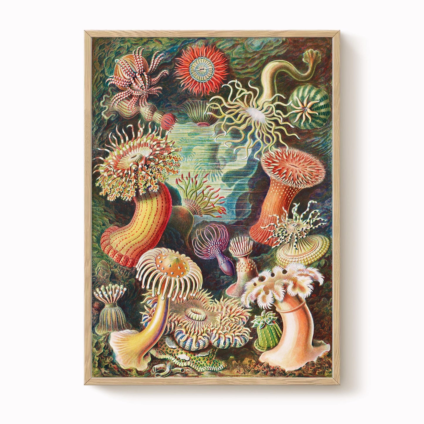 Ernst Haeckel - Sea Anemone Print