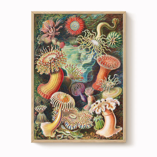 Ernst Haeckel - Sea Anemone Print