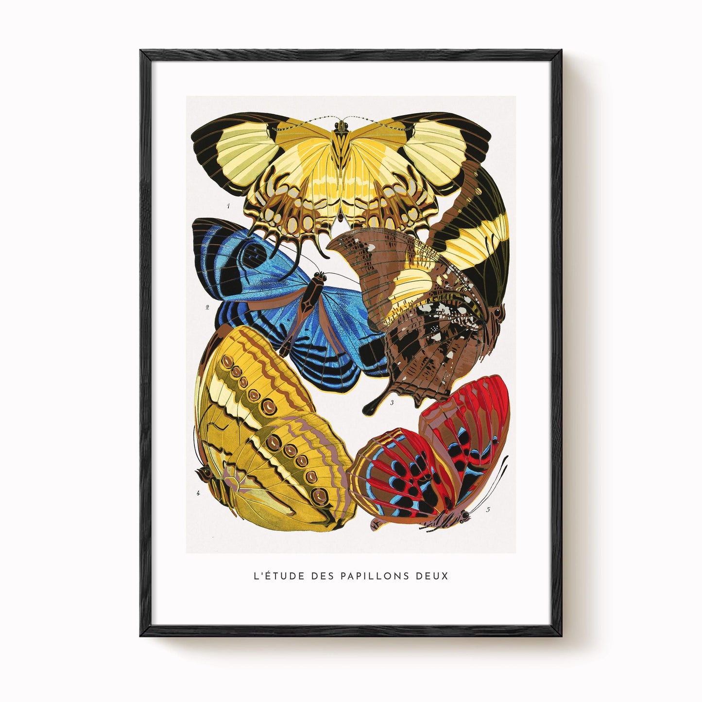 E.A. Séguy - Papillons Pl.04 Butterflies Print